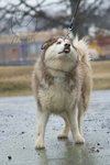 Zeus: Not at shelter (Ashley)