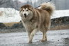 Zeus: Not at shelter (Ashley)