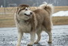 Zeus: Not at shelter (Ashley)