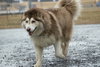 Zeus: Not at shelter (Ashley)