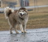Zeus: Not at shelter (Ashley)