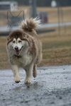 Zeus: Not at shelter (Ashley)