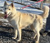 Sherry - At shelter