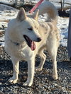 Sherry - At shelter