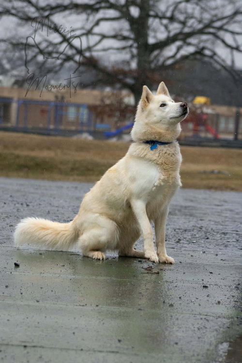 Sherry: Not at shelter (Ashley)