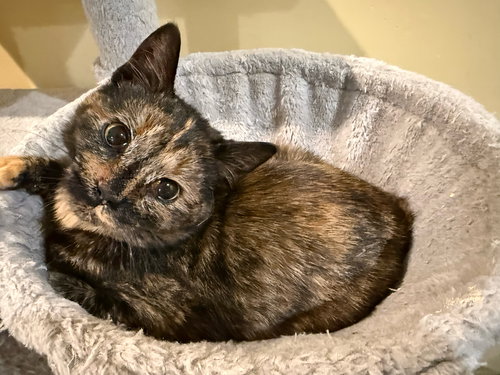Lupercalia “Cali”: Not at the shelter (Faith)