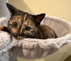 Lupercalia “Cali”: Not at the shelter (Faith)