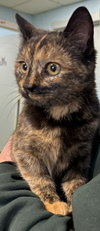 Lupercalia “Cali”: Not at the shelter (Faith)