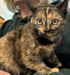 Lupercalia “Cali”: Not at the shelter (Faith)