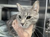 Fluff: Not at the Shelter (Faith)
