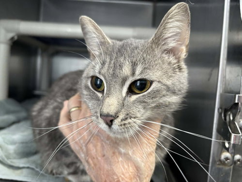 Fluff - At shelter