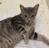 Fluff: Not at the Shelter (Faith)