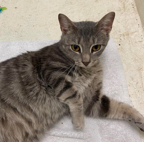 Fluff - At shelter