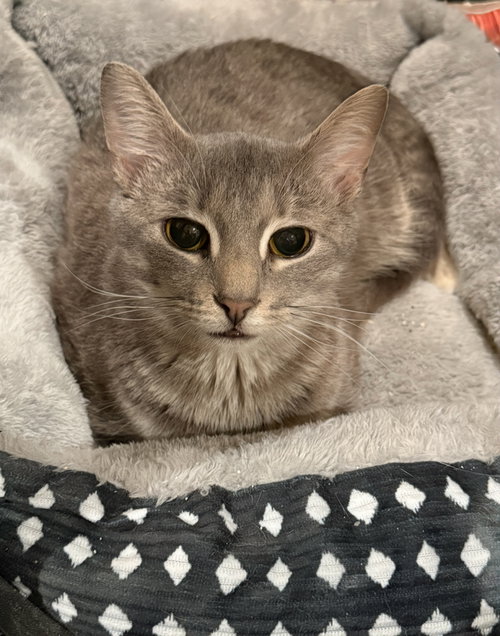 Fluff: Not at the Shelter (Faith)