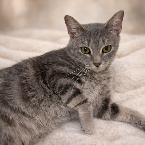 Fluff - Not at the Shelter (Faith)