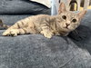 Fluff: Not at the Shelter (Faith)