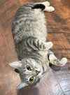 Fluff: Not at the Shelter (Faith)