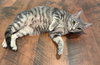 Fluff: Not at the Shelter (Faith)