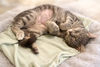 Fluff: Not at the Shelter (Faith)