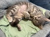 Fluff: Not at the Shelter (Faith)