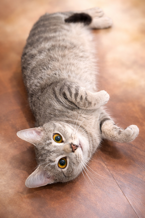 Fluff: Not at the Shelter (Faith)