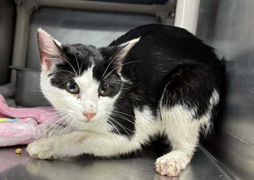 Moo Moo - At shelter