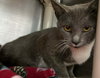 Charm: Not at the shelter (Faith)