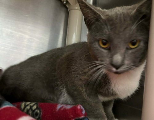 Charm - At shelter