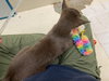 Charm: Not at the shelter (Faith)