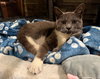 Charm: Not at the shelter (Faith)