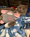 Charm: Not at the shelter (Faith)