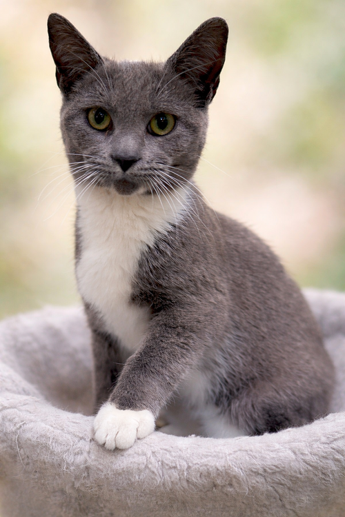 Charm: Not at the shelter (Faith)