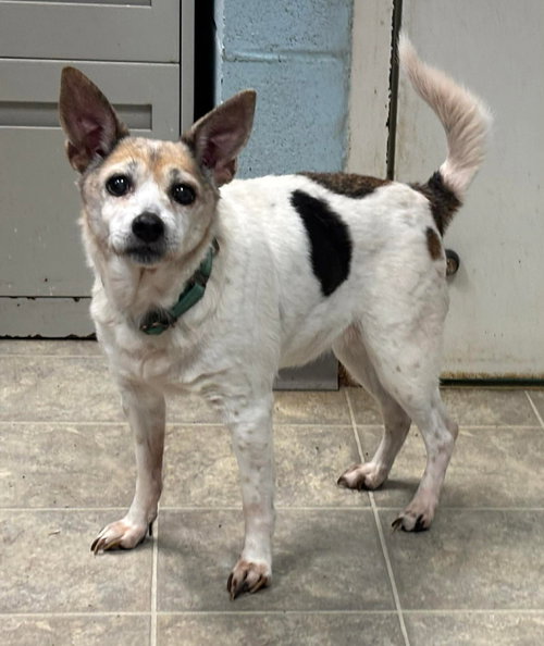 Renea: At shelter