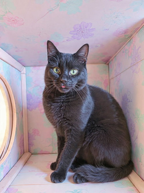Thackery: At shelter