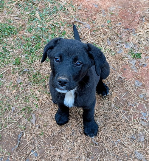Buck: Not at shelter (Tiffany)