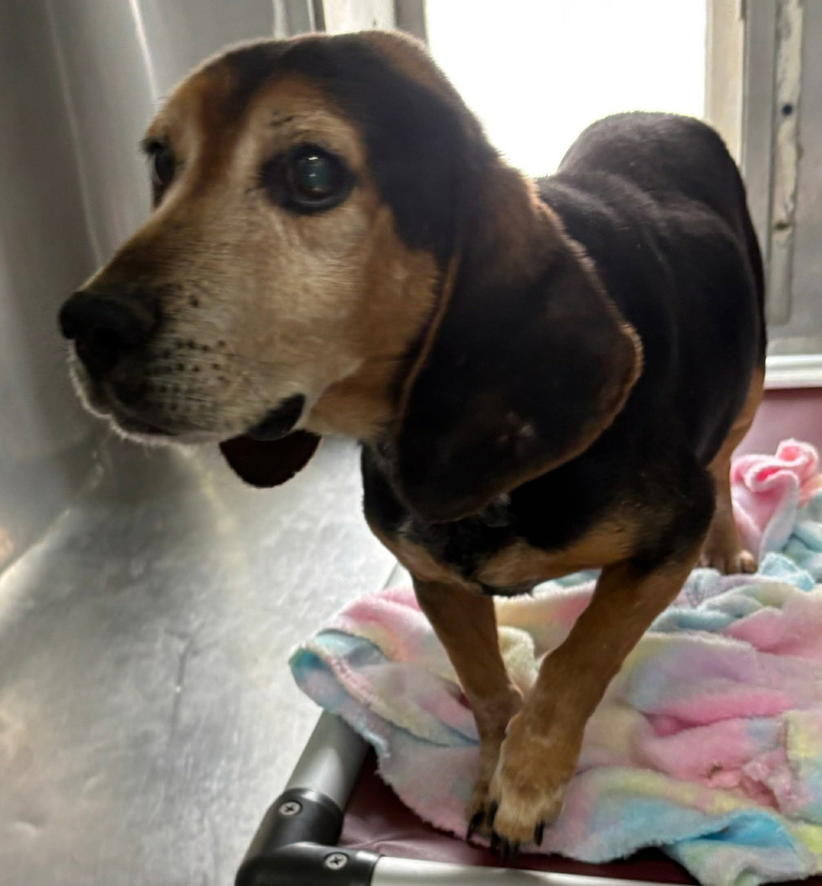 Beagle