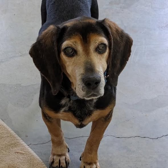 Scout: Not at the shelter (Harmony Rescue)) Image
