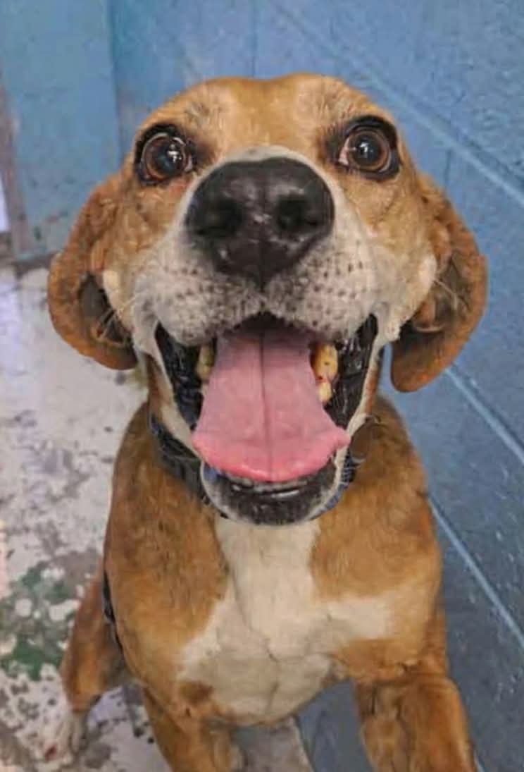 Carl: Not at shelter (Torie) Image
