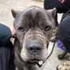 BlueBelle: Not at shelter (Eunice)