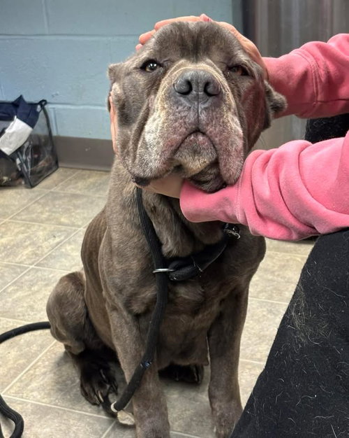 BlueBelle: Not at shelter (Eunice)