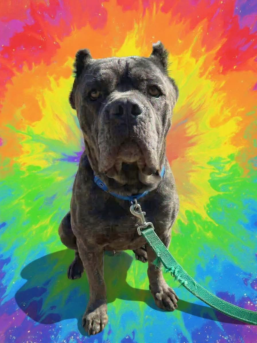 BlueBelle: Not at shelter (Eunice) Image