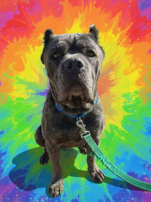 BlueBelle: Not at shelter (Eunice)