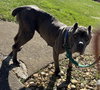 BlueBelle: Not at shelter (Eunice)