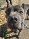 BlueBelle: Not at shelter (Eunice)