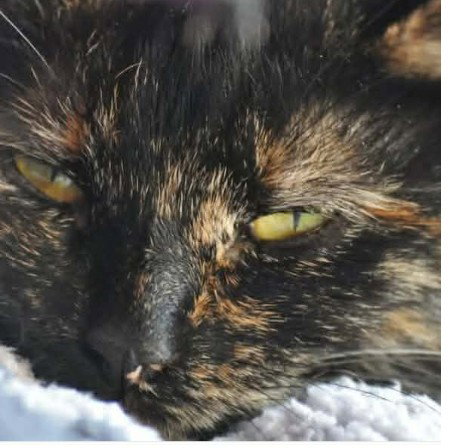 Cream: Not at shelter