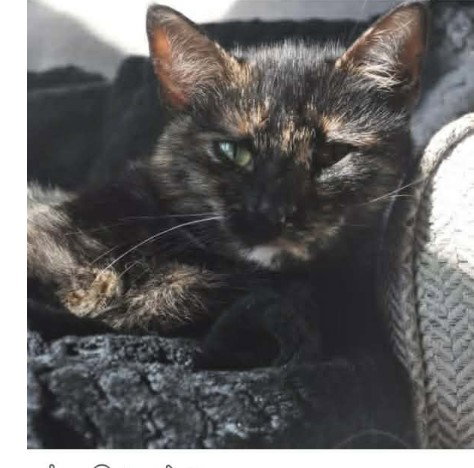 Pie: Not at shelter