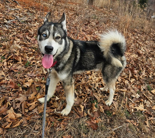 Balto: At shelter