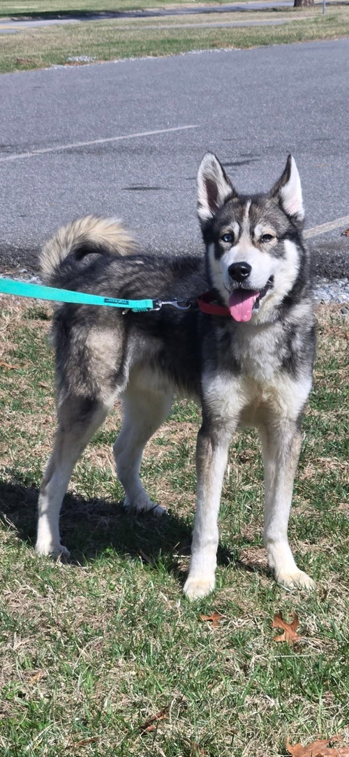 Balto: Not at shelter (Sierra), an adoptable Siberian Husky in Rustburg, VA