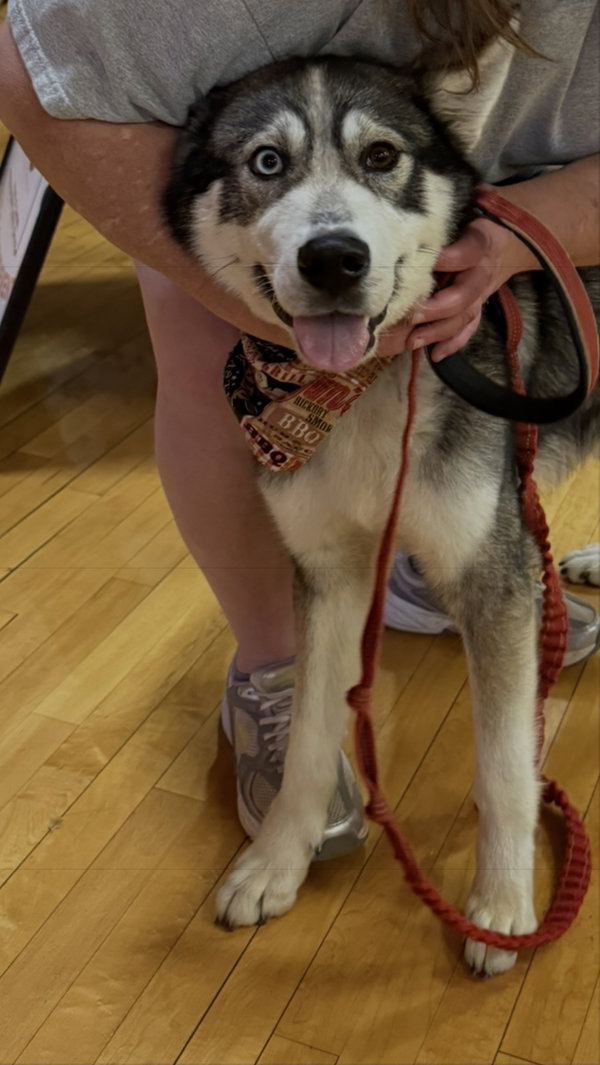 Balto: Not at shelter (Sierra)