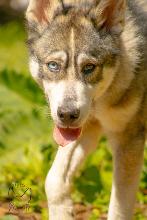 Balto: Not at shelter (Sierra)